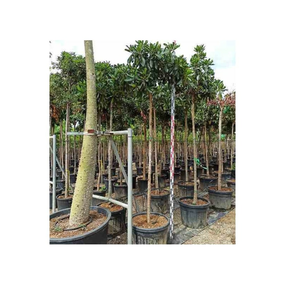 Eriobotrya japonica 'coppertone' adulte (néflier du japon, bibacier, loquat) pot 90l-150/175cm- péri 12/14