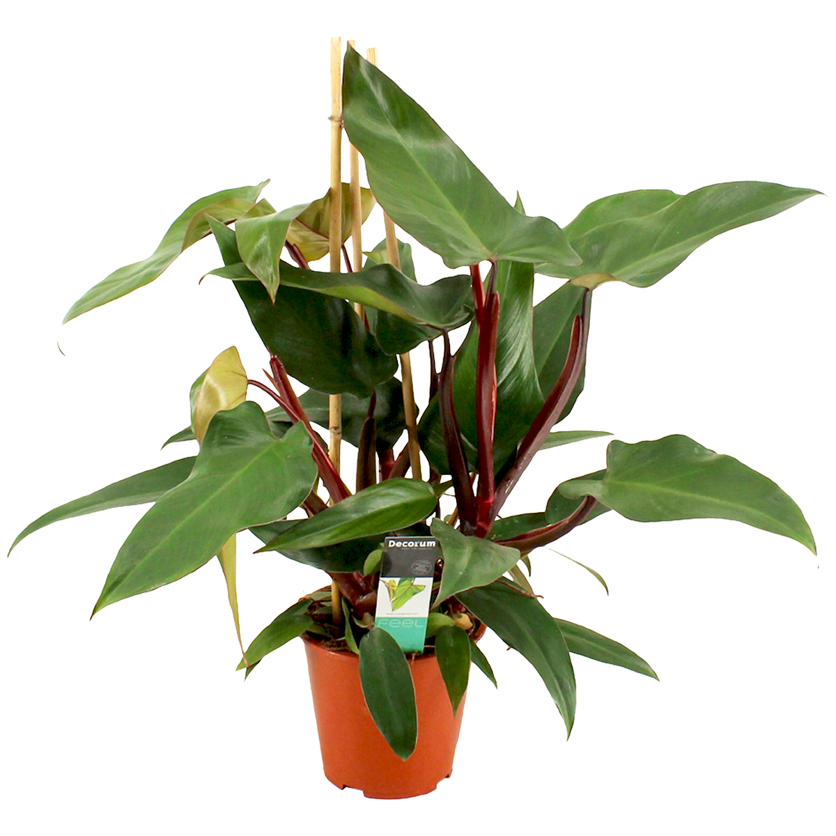 Philodendron 'new red' - plante d'intérieur et pot de pépinière ⌀19 cm - ↕70-80 cm