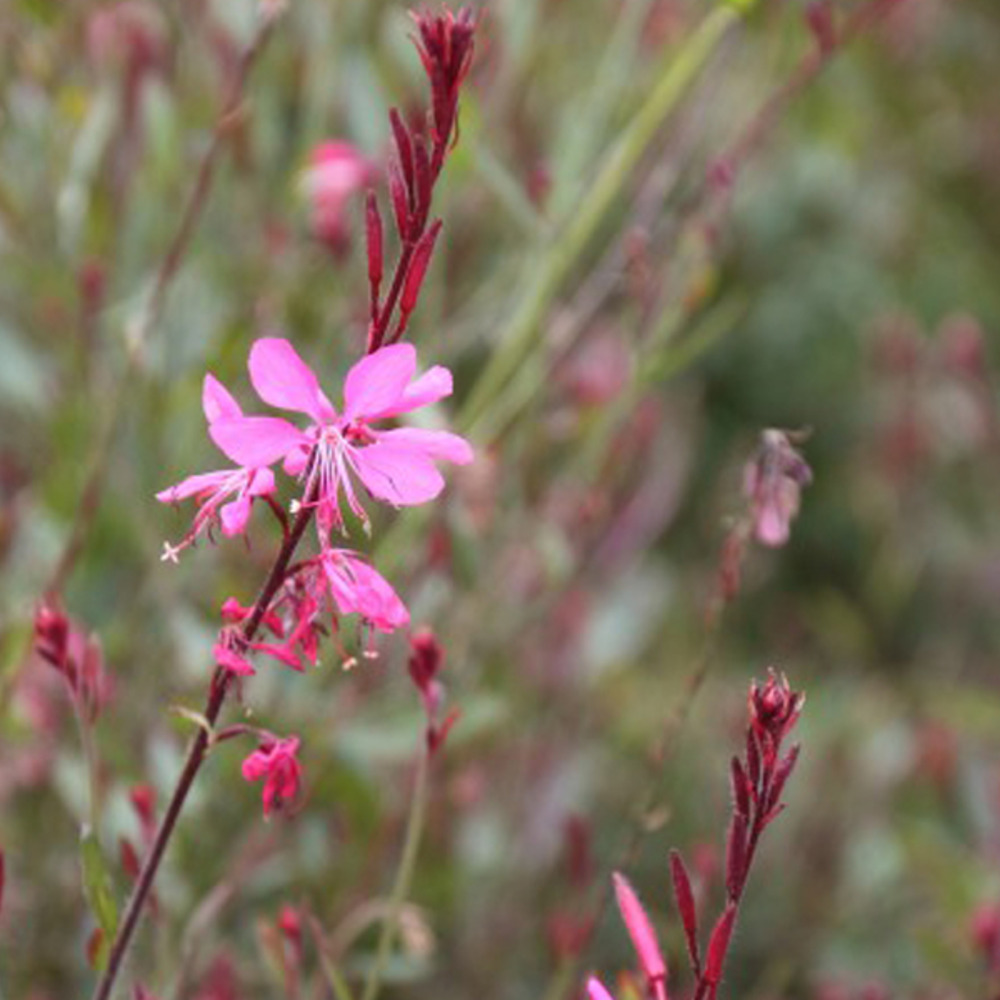 6 x gaura lindheimeri 'siskiyou pink' – godet 9cm x 9cm – vivace rose floraison prolongée