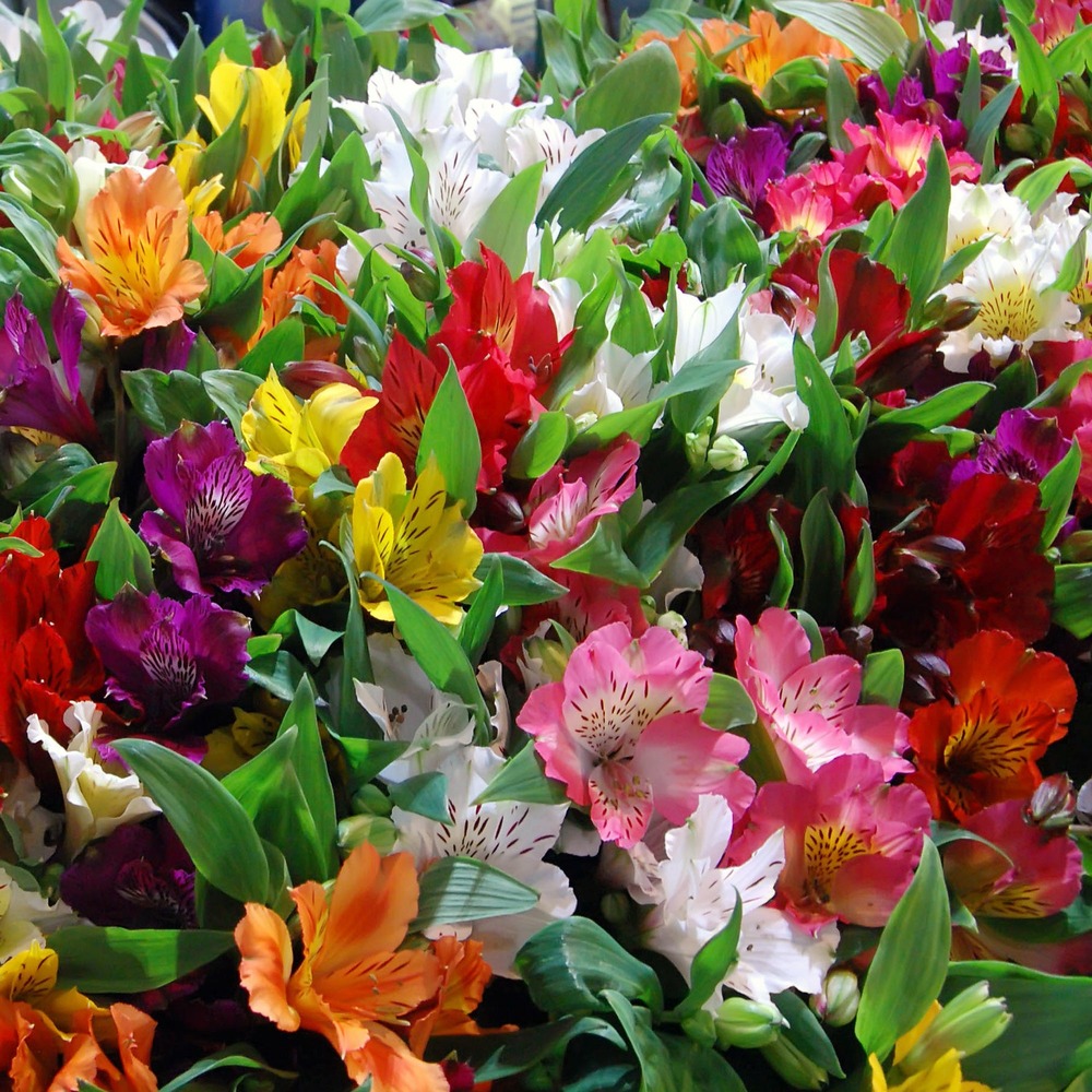 3 lys des incas en mélange - le paquet de 3 racines nues, vendu par lot de 2