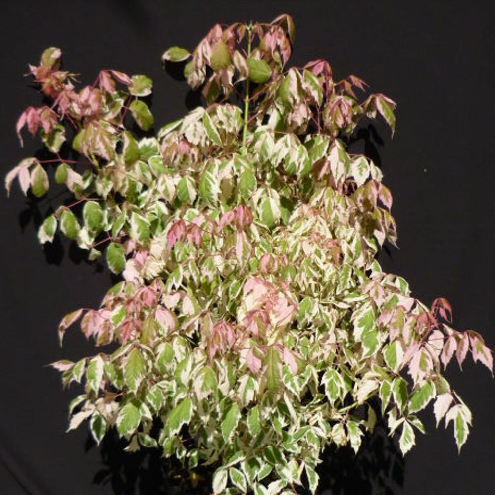 Érable à feuilles de frêne flamingo, acer negundo pot de 7,5l - 40/60 cm