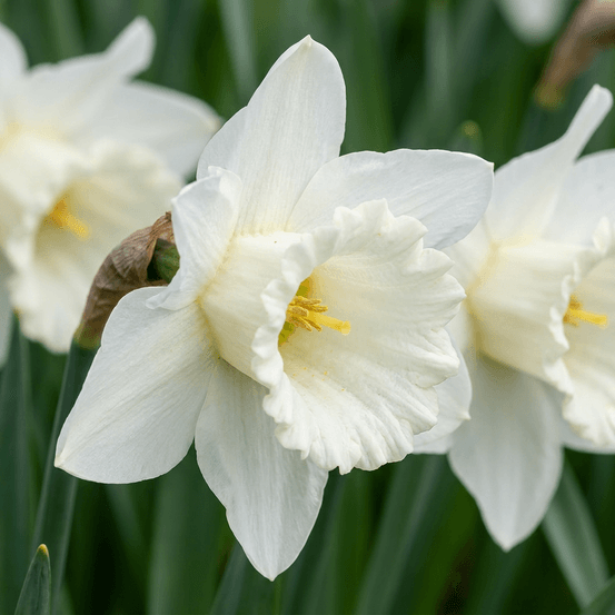 Narcisse 'mount hood' (narcissus) - floraison printanière - calibre 10/12 - 30 bulbes