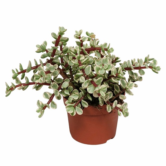 Portulacaria afra variegata - plante d'intérieur succulente