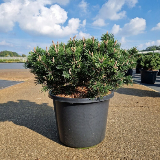 Pin de montagne 'humpy' pot 12l 35/40cm - pinus mugo humpy