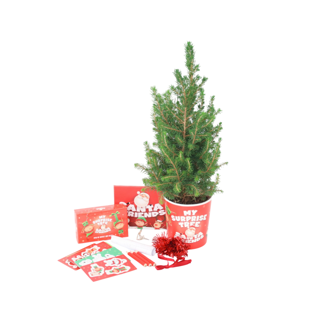 Épinette naine alberta - picea conica - mini sapin de noël et décorations