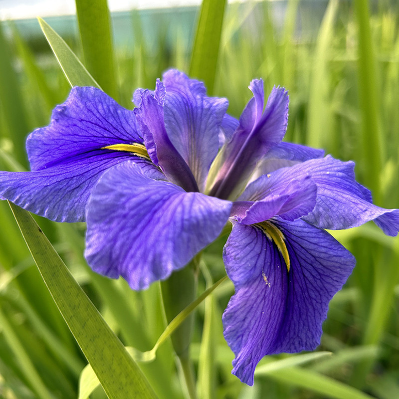 Iris laevigata 'latour-marliac' - godet 8 (8cm x 8cm x7cm, 300 ml) hauteur 50 cm