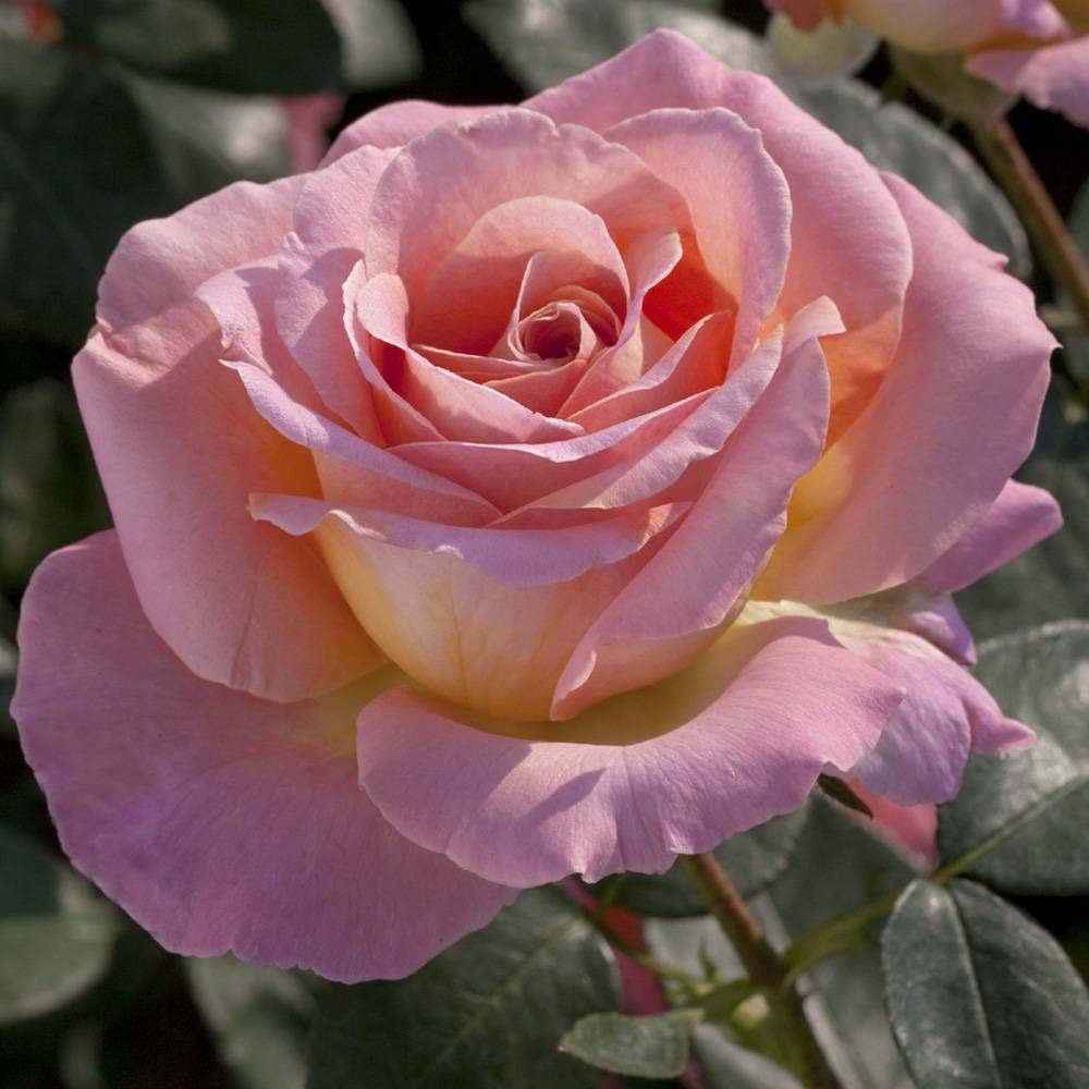 Rosier arbustif elle® 'meibderos' pot de 10 l - 1/2 tige