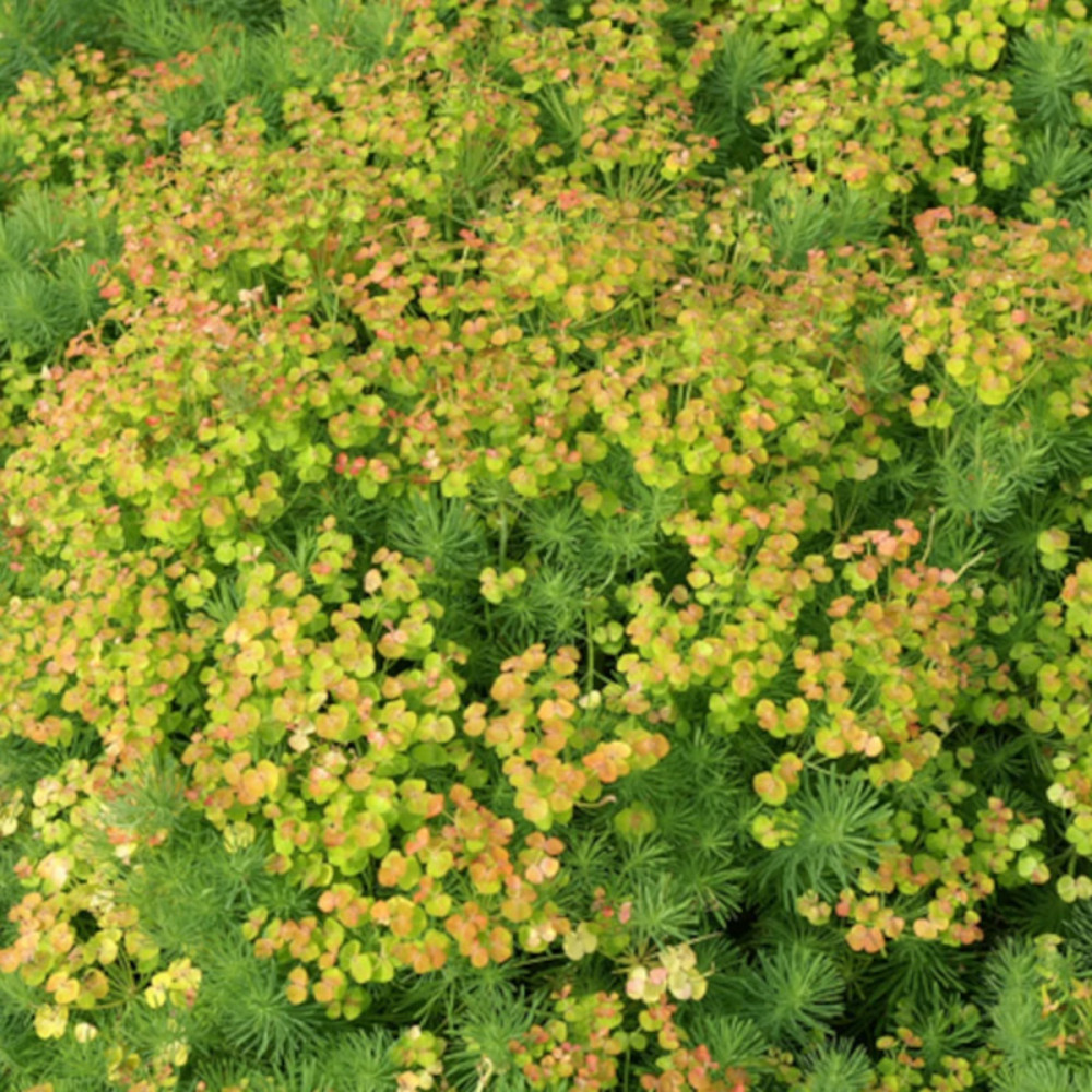 Euphorbe petit-cyprès lot de 5 godets