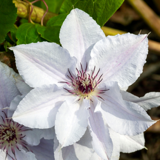 Clematite - clematis snow queen 70cm