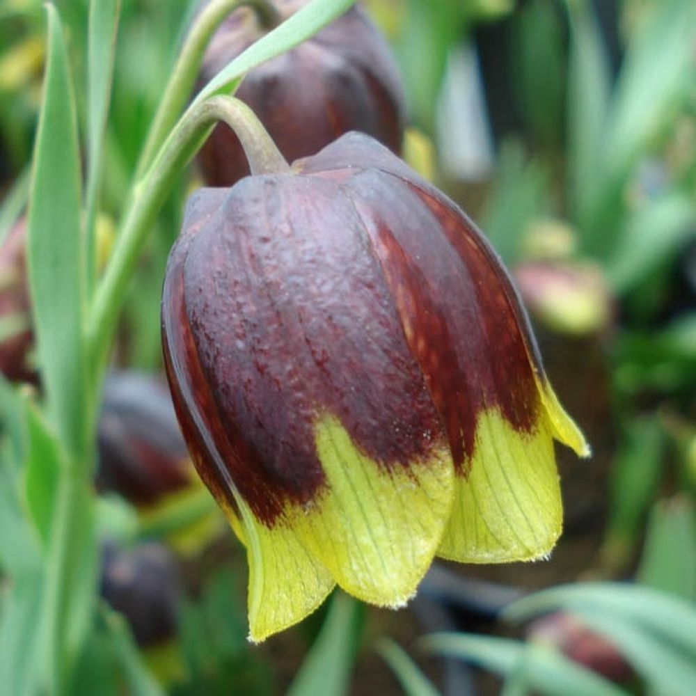 Fritillaire de michailovsky bulbe calibre 5+ (par 6)