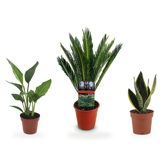 Salon sculptural — cycas revoluta, strelitzia reginae & sansevieria future superb — lot de 3 plantes