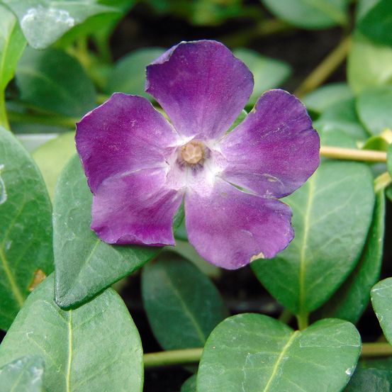 Petite pervenche 'atropurpurea' pot de 2l/3l