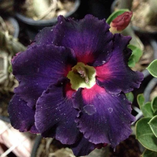 Adenium obesum cv.boader noir couleur floraison:noir - caudex d'environ 2000g 25/30cm très gros caudex