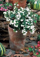Gaultheria blanc, le pot / ø 10.5cm