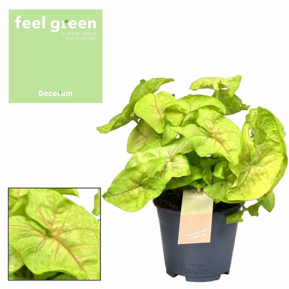 Syngonium golden feel vert - h30 cm - ø14 cm