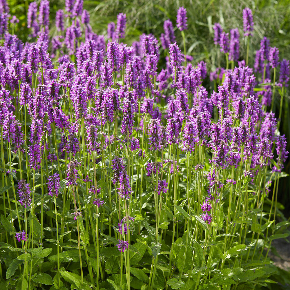 Epiaire hummelo - le pot / ø 9cm