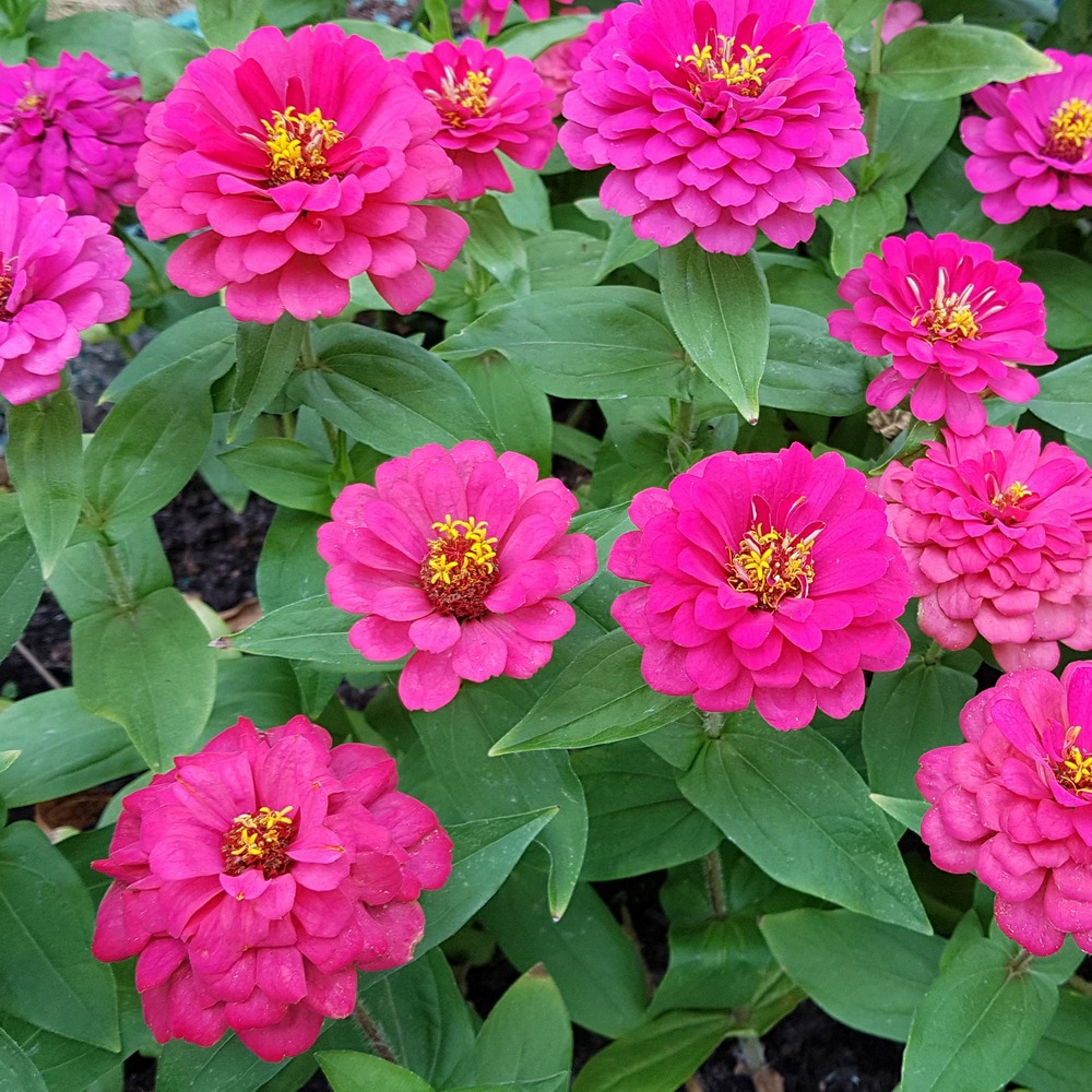 Zinnia rose - le pot / ø 10,5cm