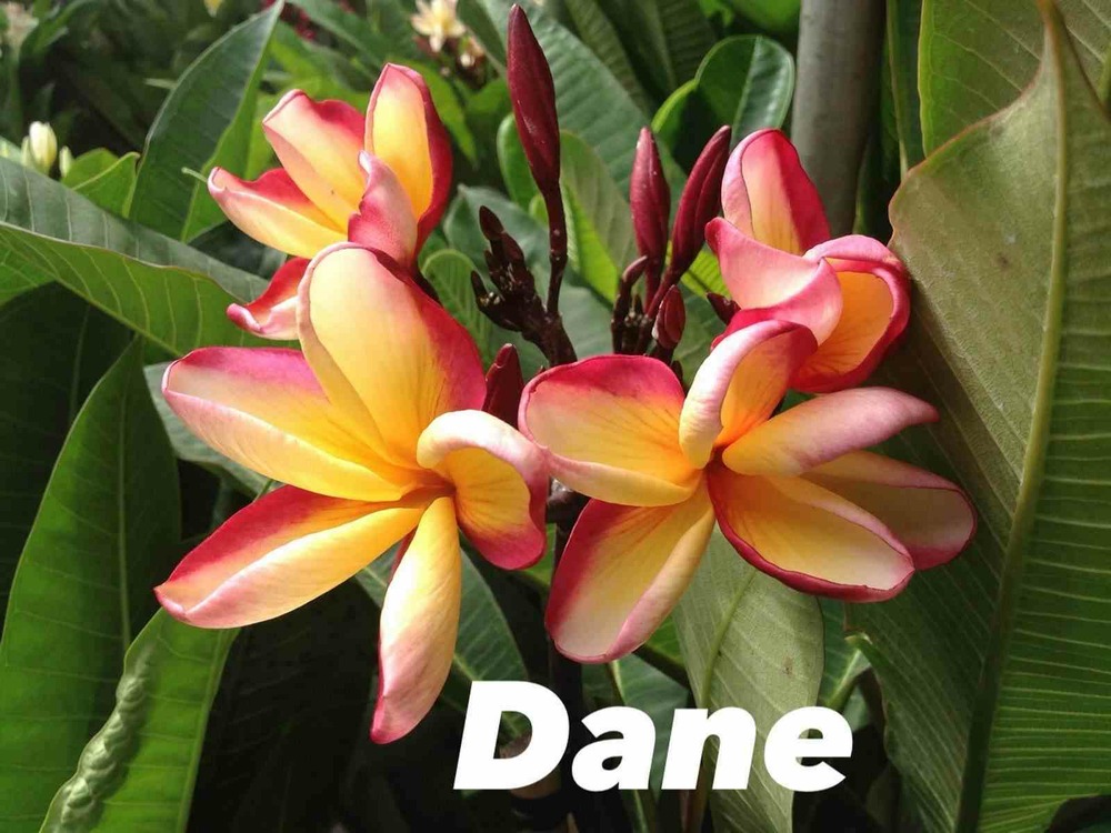 Plumeria rubra 