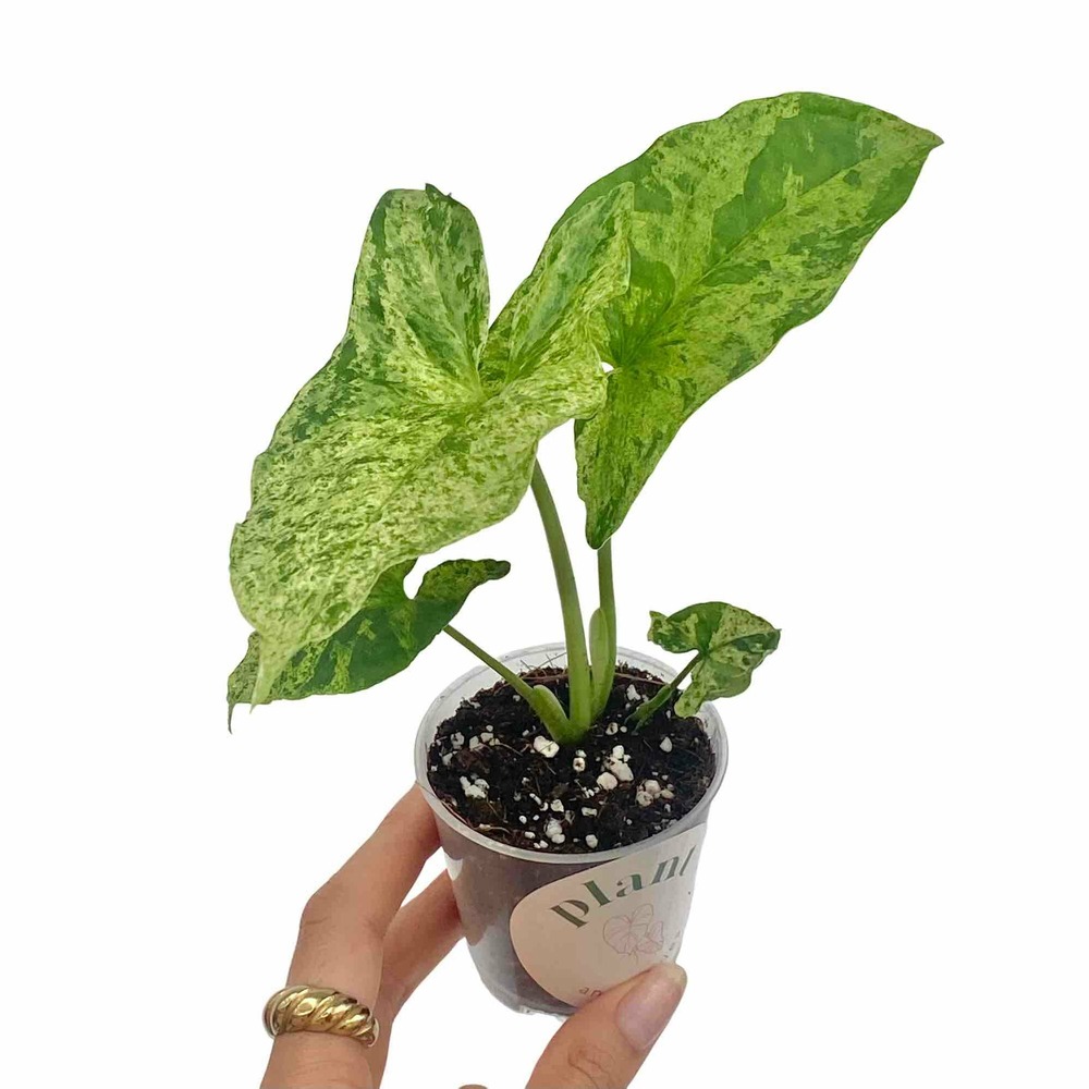 Syngonium mojito - pot de 6cm