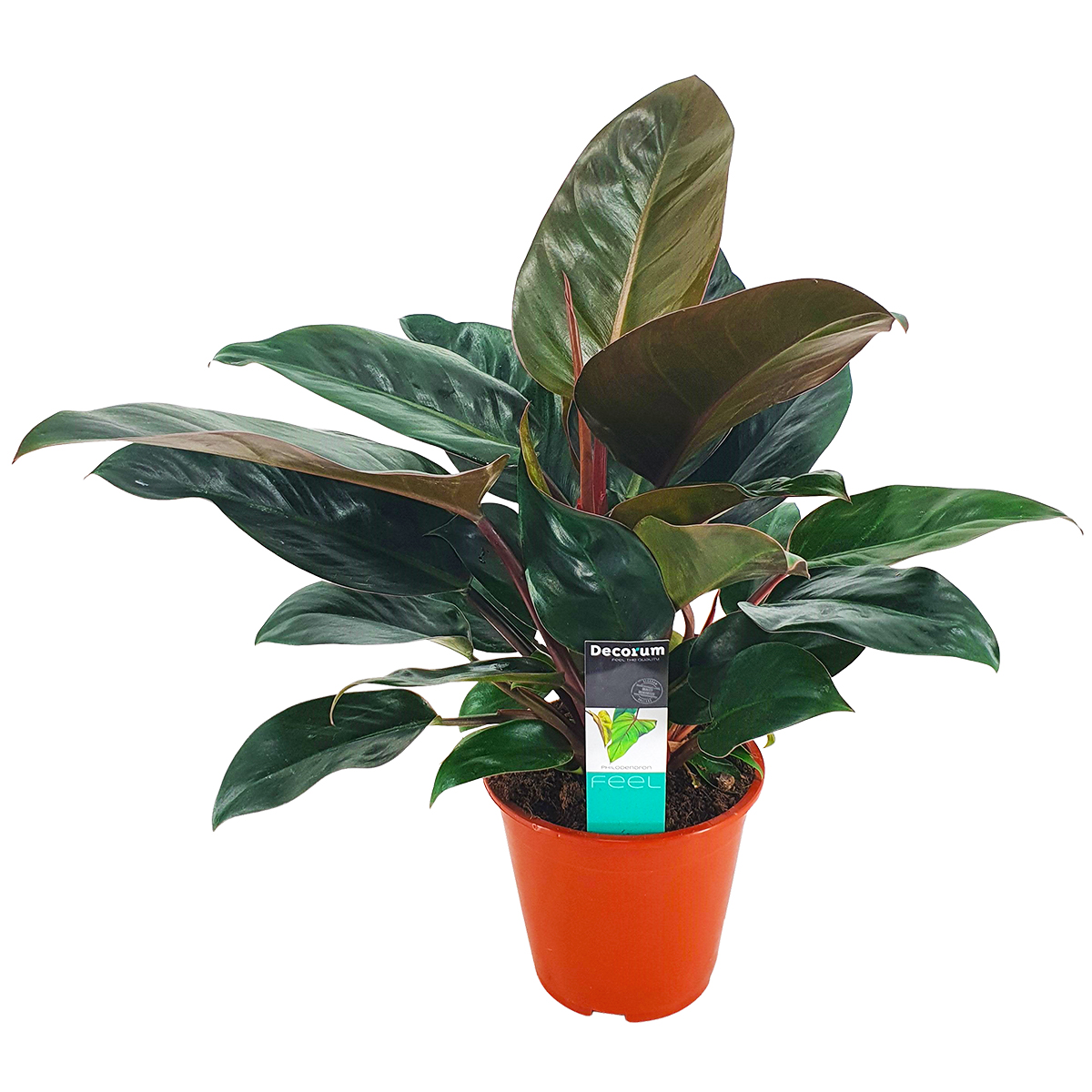 Philodendron 'congo rojo' - plante d'intérieur et pot de pépinière ⌀19 cm - ↕50-60 cm