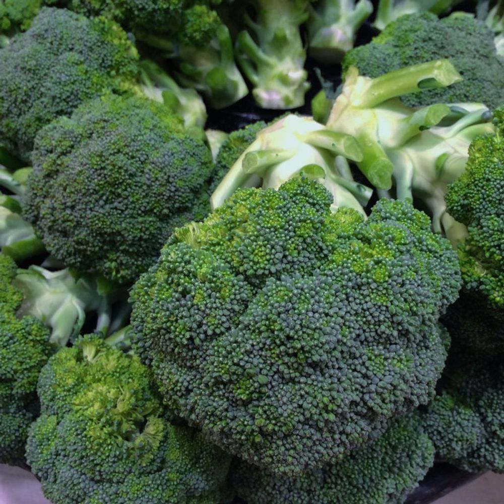 Graines de chou brocoli verdia hf1 - vilmorin sachet