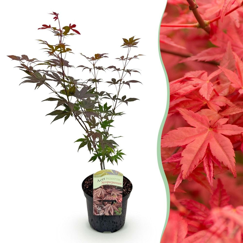 Érable du japon 'atropurpureum' - pot 19 cm - hauteur 70 cm