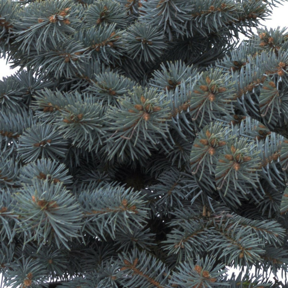Épicéa bleu glauca globosa, picea pungens pot de 5l - 40/60 cm