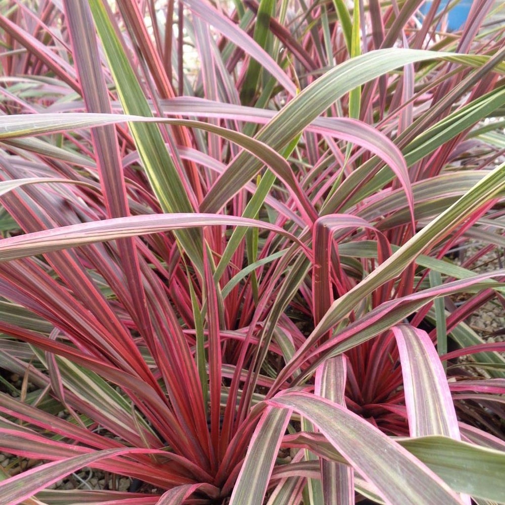 Cordyline australe 'can can' pot de 2l/3l
