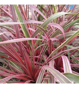 Cordyline australe 'can can' pot de 2l/3l