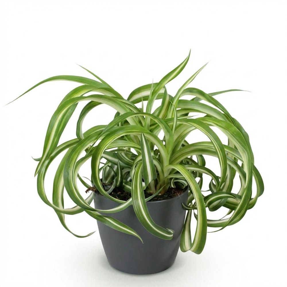 Chlorophytum comosum bonnie - pet-friendly - pot de 12cm - hauteur 20cm
