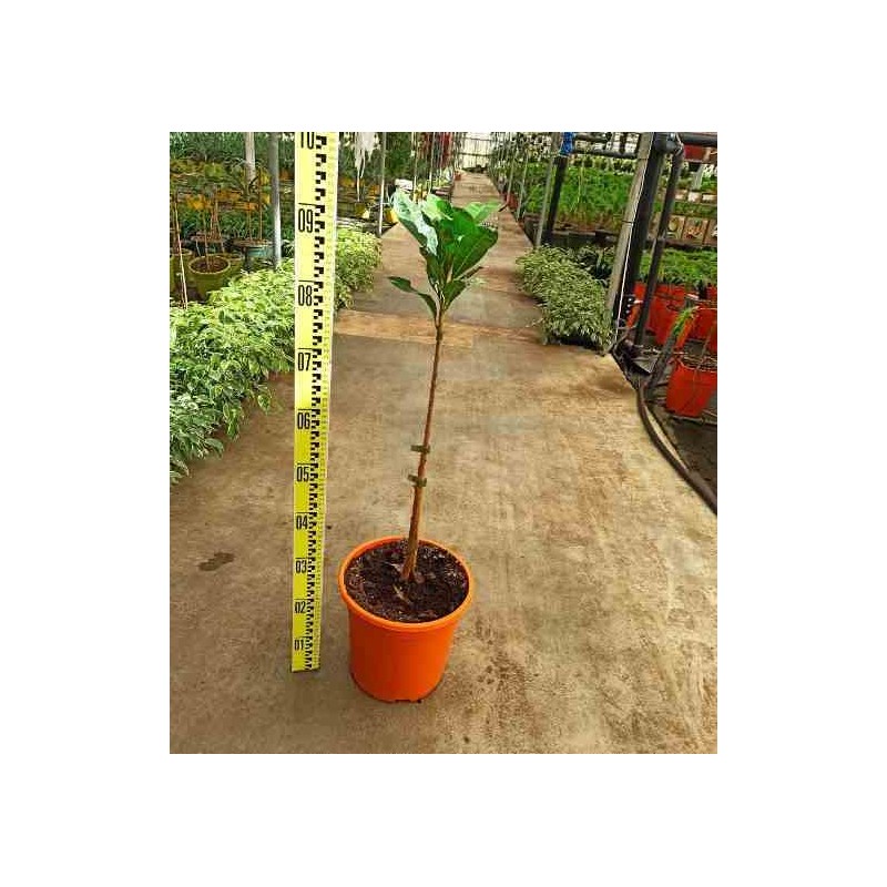 Pouteria obovata (lucuma, lucumo, fruit-oeuf) taille pot de 9 litres - 80/100 cm