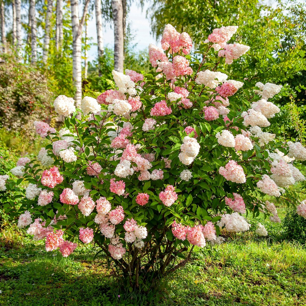 Hortensia paniculé vanille fraise® renhy - le pot / 1.3l / hauteur livrée 20-30cm
