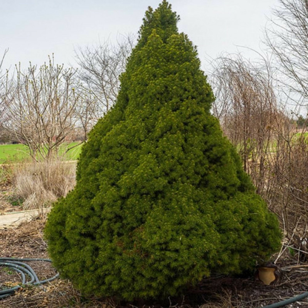 Épinette blanche conica, picea pot de 5l - 40/60 cm