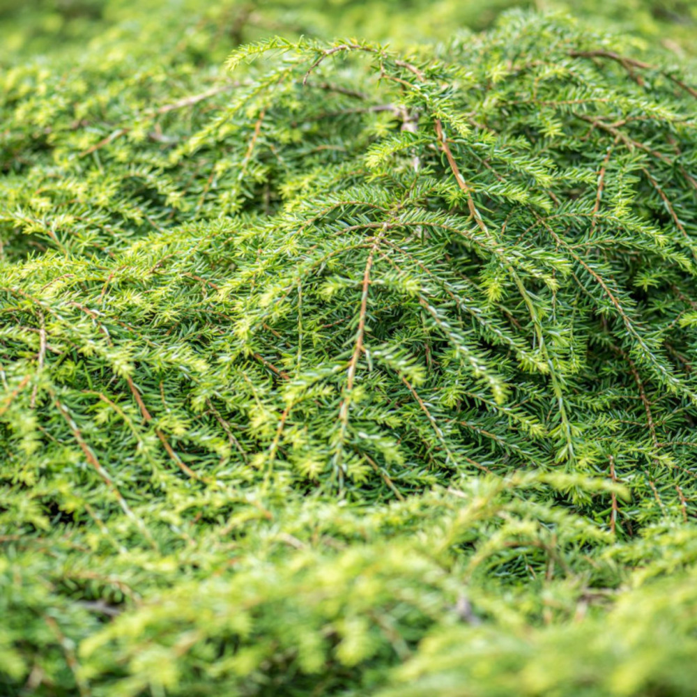 Pruche du canada golden splendor - tsuga canadensis golden splendor 15/20 cm pot 2,5l