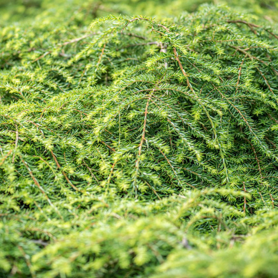 Pruche du canada golden splendor - tsuga canadensis golden splendor 15/20 cm pot 2,5l