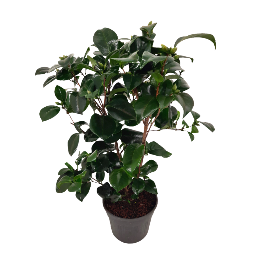 Camélia - camellia japonica 'lady campbell' - hauteur 50-60cm - ⌀15cm