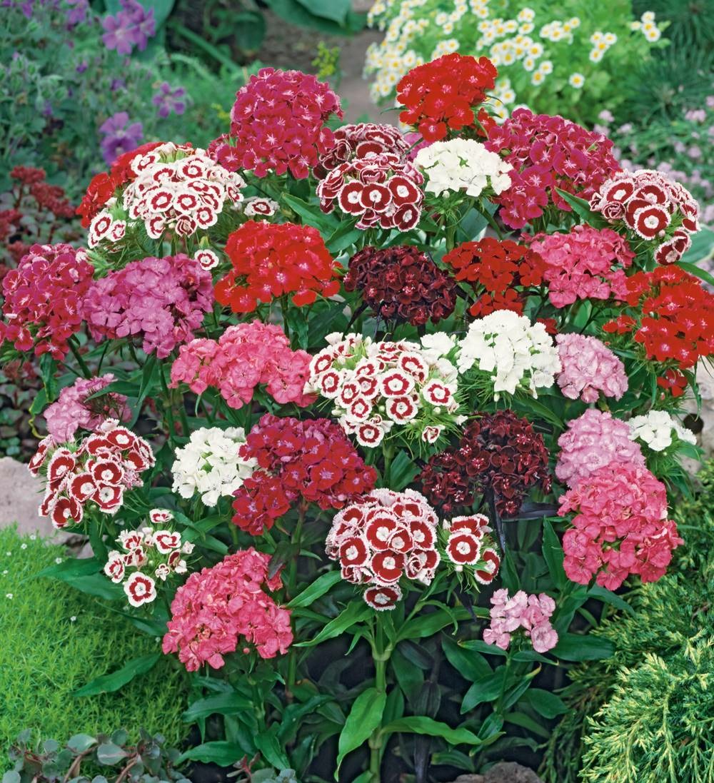 Oeillet de poete - 1 g