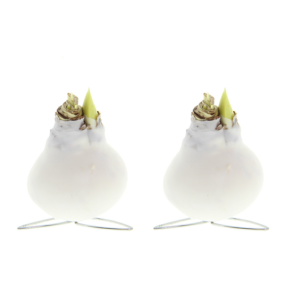 Lot de 2 - hauteur 10-20 cm à la livraison - pousse jusqu’à 30-50 cm - ø 7 cm