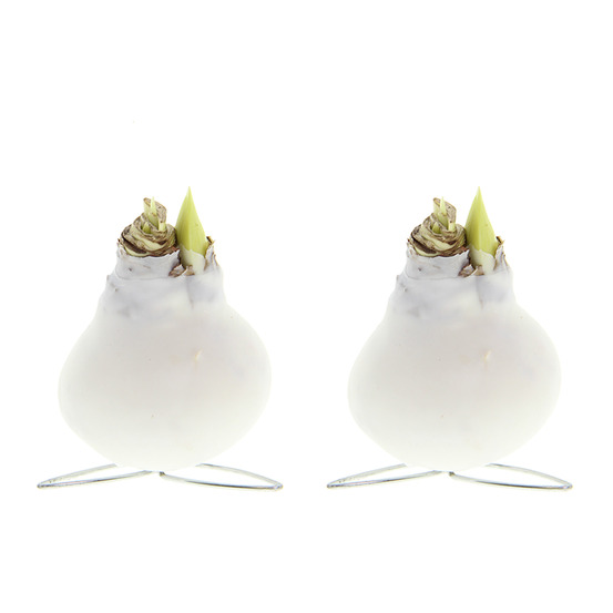 Lot de 2 - hauteur 10-20 cm à la livraison - pousse jusqu’à 30-50 cm - ø 7 cm