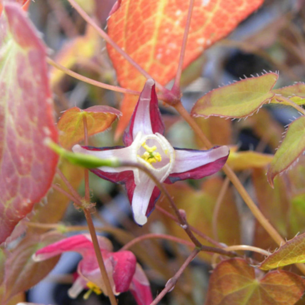 Fleur des elfes rubrum, epimedium lot de 9 godets