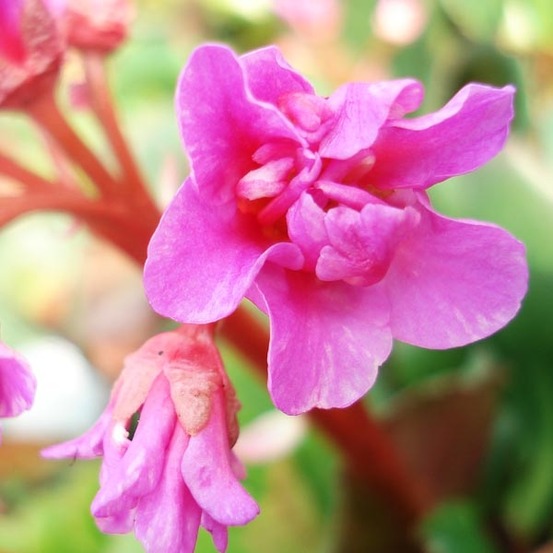 Bergénia à feuilles cordées pot de 2l/3l