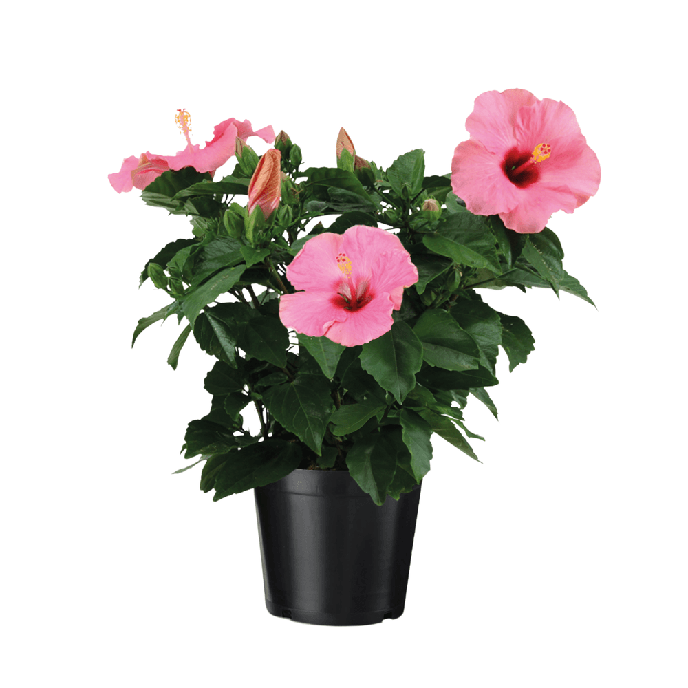 Rose de chine - hibiscus rosa-sinensis - rose - hauteur 40-50cm - ⌀17cm