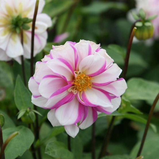 Dahlia décoratif 'priceless pink' bulbe calibre i
