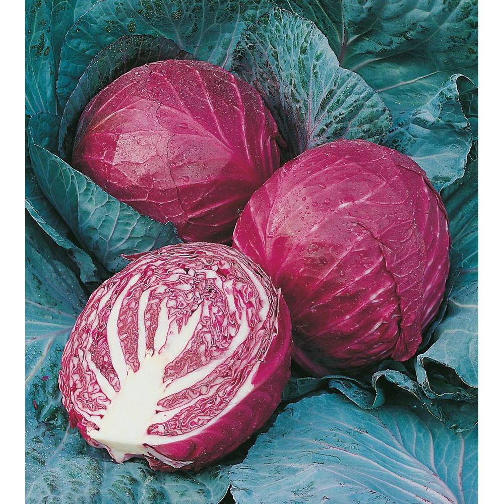 Chou rouge tete noire bio - 2 g | Truffaut
