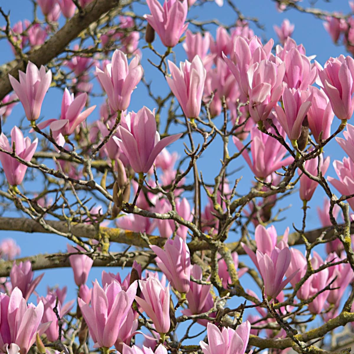Magnolia x susan/magnolia x susan[-]pot de 7,5l - 60/80 cm