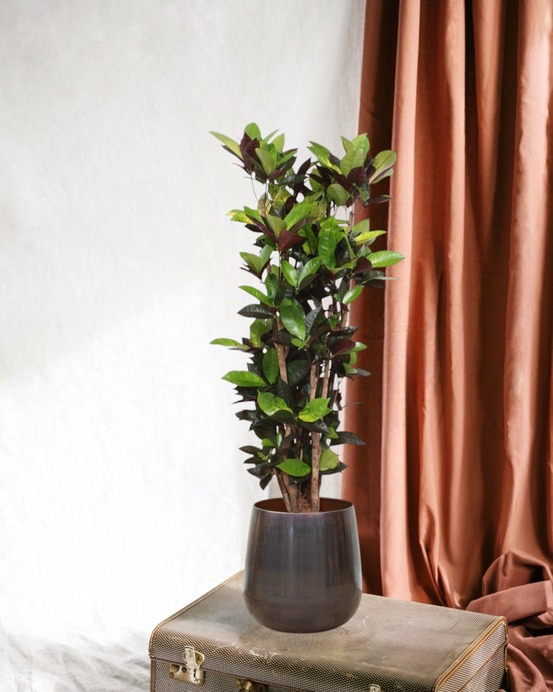 Codiaeum iceton croton 140cm - plante d'intérieur