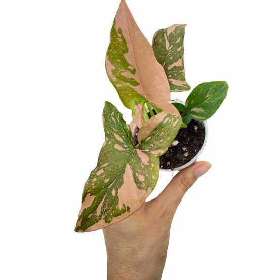 Syngonium red spot / pink splash - pot de 6cm - plantes d'intérieur