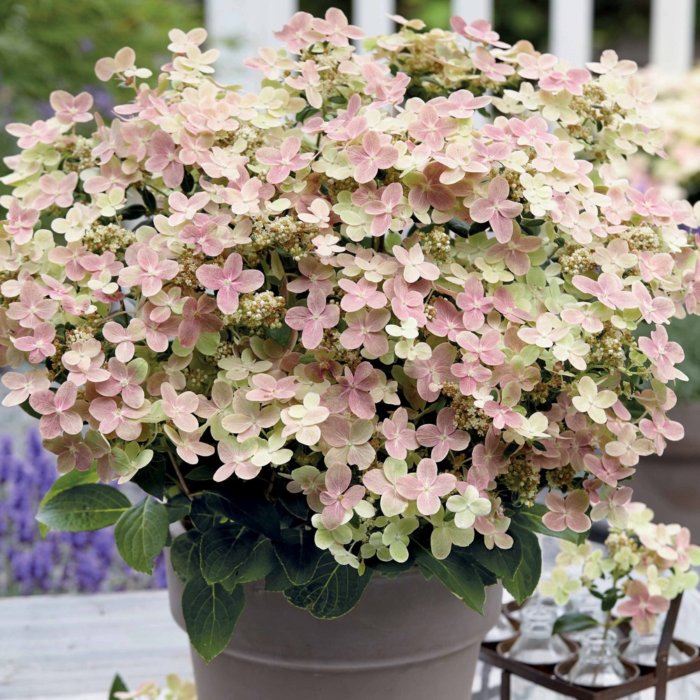 Hortensia paniculé polestar - le pot / 1.3l / hauteur livrée environ 15cm