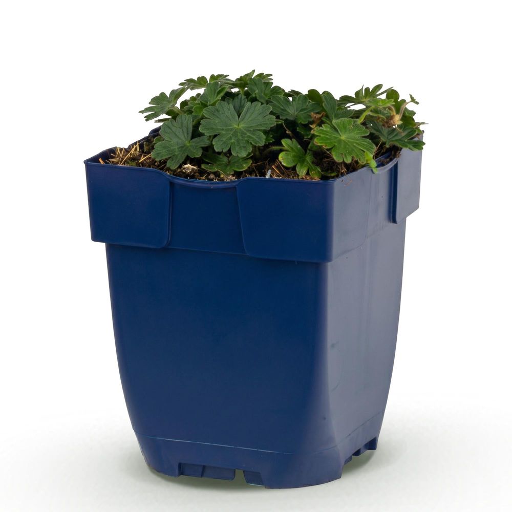 Géranium vivace sanguin 'max frei' (geranium sanguineum) - vivace couvre-sol fleurie - pot 11cm - plante d'extérieur
