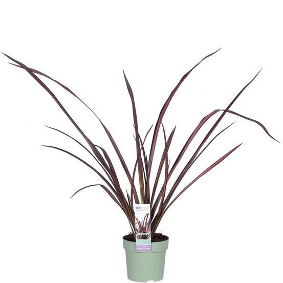 Phormium 'rose flamingo' - h50 cm - ø14 cm